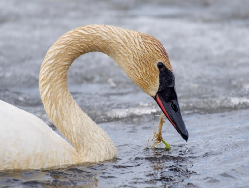 Trumpeter Swan